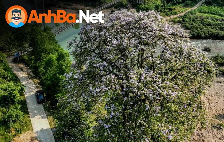 Quảng Bá Du Lịch Quảng Bình: Cây Bằng Lăng Đại Thụ Gốc 2 Mét - Điểm Check In Không Thể Bỏ Lỡ